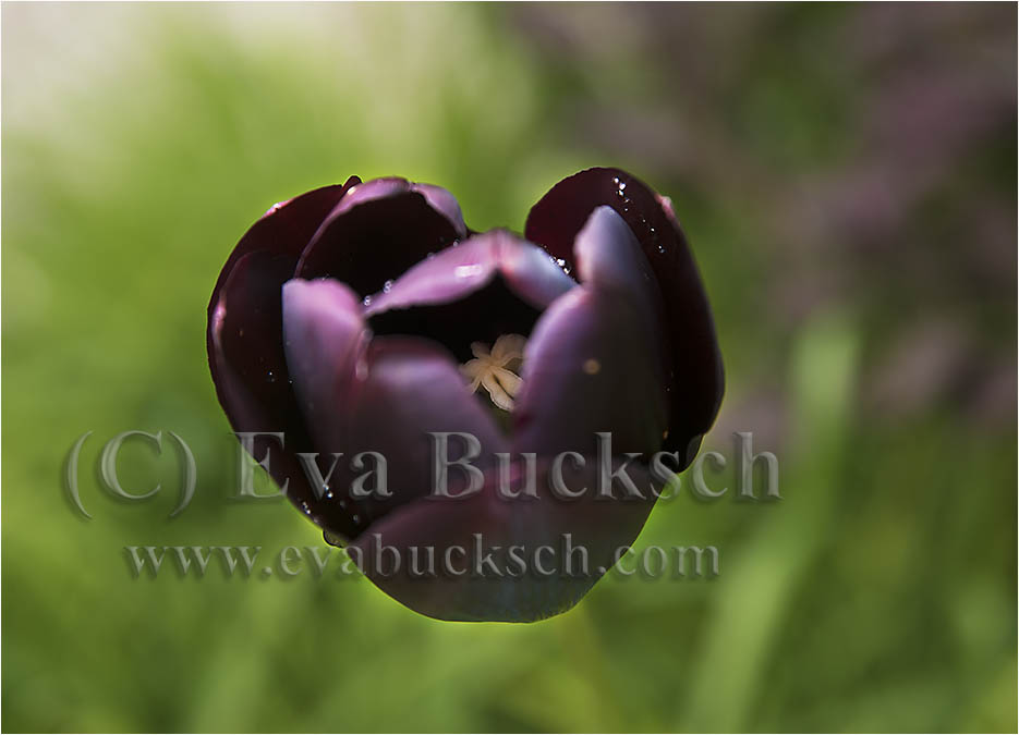 Tulpanens hjärta - foto av Eva Bucksch